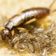 Illustration for article titled Orphan an Earwig and They'll Grow Up Bigger